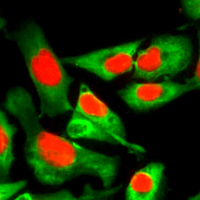 cellpose-sample
